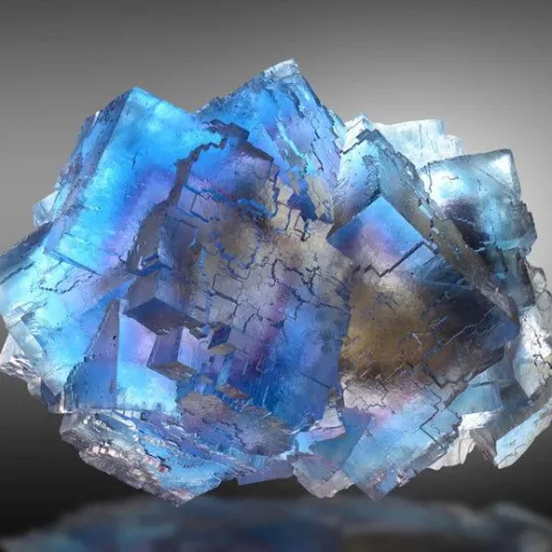 Blue kyanite clusters shining through evergreen branches